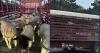 Florida man arrested for illegally importing Texas livestock amid screwworm emergency, state officials say