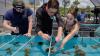 Off South Florida, scientists launch a 'coral shuffle' as reef-killing heat returns