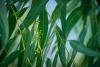 South Africa nearly hit 'Day Zero.' Now it's burning invasive trees to save water