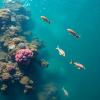 Open-Access Database Charts Pathogens and Antibiotic Resistance Risks in Coastal Waters