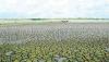 Super El Niño 2026-2027: Will Sri Lanka face drought or floods?