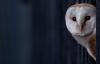 After an attack left an orphaned owl unable to hunt, acupuncture helped her fly free