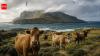 The story of Amsterdam Island's feral cattle: A herd of cows was left on one of the world's most remote islands; then, decades later, they simply disappeared
