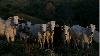 Livestock-to-human disease risk probed