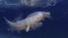4 rescued belugas arrive in Chicago after a 500-mile journey from a shuttered Canada marine park