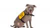 New Illinois Law Strengthens School Training on Service Animals