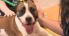 ACCT Philadelphia is over capacity, asking for the public's help to foster, adopt pets
