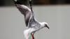 South Australia records spike in bird flu cases