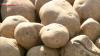 Japan examining lifting import curbs on fresh US potatoes