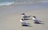 South Australia reports 7 new suspected H5N1 bird flu cases
