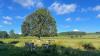 Park's bid to protect historic oak trees