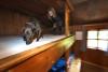 Germany's alpine huts deploy dogs and microwaves to beat bed bugs