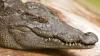 Critically endangered Siamese crocodile found in South Korean stream, police hunt for owner