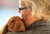 Swiss Border Town of Chiasso to Fine Dog Owners Who Don't Wash Away Their Pet's Urine Starting in Mid-August