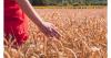 Greece prepares €260 million investment scheme for agriculture