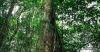 Editorial: Trees: Nature’s Greatest Air Purifiers