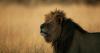 Safari guide mauled to death by lion while protecting horrified tourists