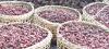Cardamom revenue peaks at Rs. 12.64B