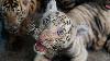 Cuban zookeepers celebrate birth of Bengal tigers