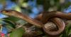 How Australia’s Brown Tree snakes reached Guam after World War II and left biologists baffled by the invasion