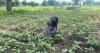 Biochar revolution gives Upper East women farmers hope amid fertiliser price hikes