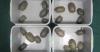 Hong Kong Customs Seize 20 Suspected Endangered Live Turtles at Hong Kong-Zhuhai-Macao Bridge Hong Kong Port, Passenger Arrested