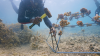 Coral Reef Restoration in Mauritius and Seychelles Puts Local People at the Heart of Ocean Recovery
