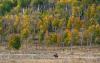 Ute Mountain Ute Tribe and Colorado Parks and Wildlife sign long-awaited agreement on wolf reintroduction