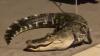 Florida man opens his front door to find a massive gator: Watch the capture