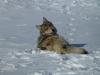 State officials say Idaho’s wolf population dropped by about 100 wolves to 1,129