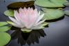 #Zen: Gen Z turns towards 'Zen Aesthetic' to unwind from social media stress