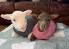 WATCH | Blind lamb Simon finds his perfect companion