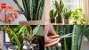 Don't throw away snake plant leaves; Here's why gardeners bury them in other pots