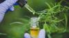 This Changes Things for Panama Pharmacies: Medical Cannabis Gains Ground