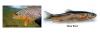 How the introduction of Brown Trout led to the decline of Bhutan’s native Yue Nya