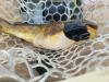 Scientists Discover the First Contagious Cancer in a Freshwater Animal