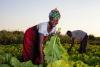 AI and Africa’s Farms: Closing the Yield Gap Sustainably