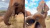 Kenya's orphaned elephant Mbegu returns to the wild but 'still manages to eat us out of house and home'