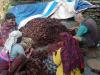 Nepal’s cardamom exports hit record Rs. 12.64 billion