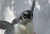 Sea turtle washed ashore in Florida, too weak to swim, makes a triumphant return to the ocean