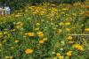 Blooming Bairns: Changing climate means adapting planting strategy for Falkirk town centre