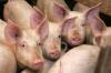 Life returning to normal on Latvian pig farm following outbreak