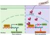 How a Fungal Spy Protein Silences Apple's Immune Alarm System