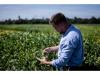 BASF Agricultural Solutions starts global registration of novel PPO herbicide Replexor™ Active