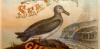 Bird droppings were a foundation of modern agriculture and American empire