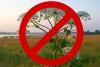 DEC Warns New Yorkers: Don't Touch This Dangerous Plant