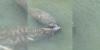 Manatee sightings reported off South Carolina coast