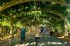 What Can Hungarian Viticulture Learn from China’s Desert Wine Region?