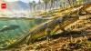 The first land-walking animals: How the earliest vertebrates conquered land millions of years ago