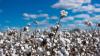Gujarat Textile Industry Hit by Cotton Crunch and Rising Input Costs